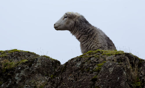 Herdwick on high.